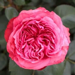 Rosier AUDREY FLEUROT ® Meicatess 10 Rosier AUDREY FLEUROT ® Meicatess -Meilland Richardier Soldes 3028 audrey fleurot meicatess mi 2021 04 1000