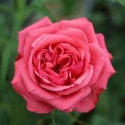 Rosier AUDREY FLEUROT ® Meicatess 9 Rosier AUDREY FLEUROT ® Meicatess -Meilland Richardier Soldes 3028audrey fleurot meicatessmi 1 1000