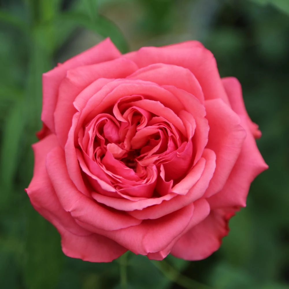 Rosier AUDREY FLEUROT ® Meicatess 5 Rosier AUDREY FLEUROT ® Meicatess – Image 3