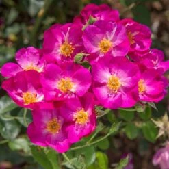 Rosier PRETTY ® Princess Meimauleva