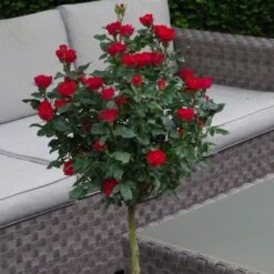 Rosier Mini-tige ZEPETI ® Meibenbino -Meilland Richardier Soldes 3127a rosier mini tige zepeti meibenbino t1000 1