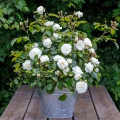 Rosier MARINA PICASSO ® Meidyceus 10 Rosier MARINA PICASSO ® Meidyceus -Meilland Richardier Soldes 3128 2934a rosier marina picasso meidyceus mm t1000