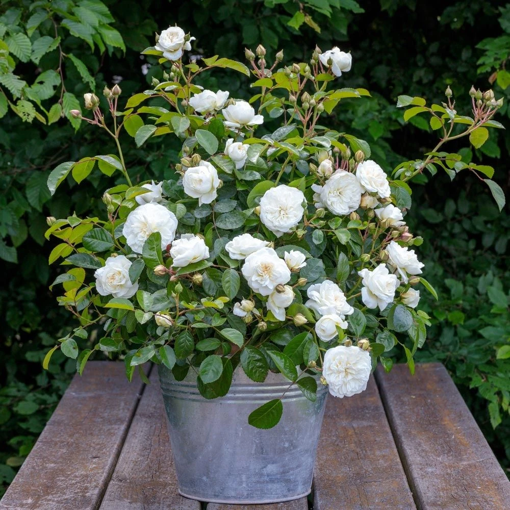 Rosier MARINA PICASSO ® Meidyceus 4 Rosier MARINA PICASSO ® Meidyceus – Image 2