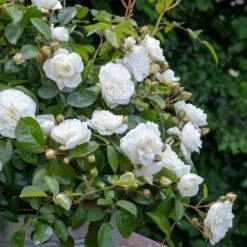 Rosier MARINA PICASSO ® Meidyceus 12 Rosier MARINA PICASSO ® Meidyceus -Meilland Richardier Soldes 3128 2934b rosier marina picasso meidyceus mm t1000