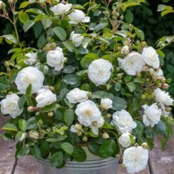 Rosier MARINA PICASSO ® Meidyceus 11 Rosier MARINA PICASSO ® Meidyceus -Meilland Richardier Soldes 3128 2934c rosier marina picasso meidyceus mm t1000