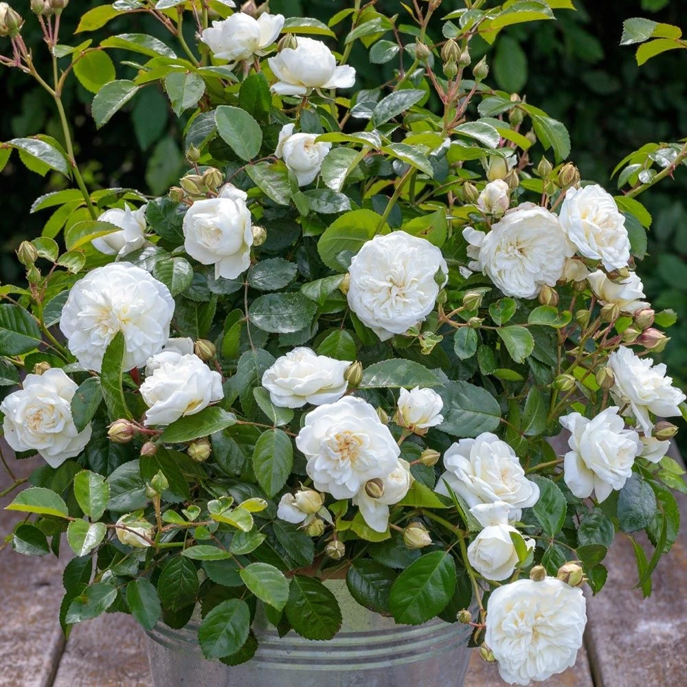 Rosier MARINA PICASSO ® Meidyceus 5 Rosier MARINA PICASSO ® Meidyceus – Image 3