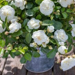 Rosier MARINA PICASSO ® Meidyceus 13 Rosier MARINA PICASSO ® Meidyceus -Meilland Richardier Soldes 3128 2934e rosier marina picasso meidyceus mm t1000