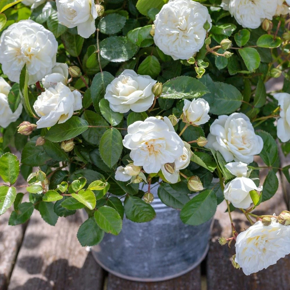 Rosier MARINA PICASSO ® Meidyceus 7 Rosier MARINA PICASSO ® Meidyceus – Image 5