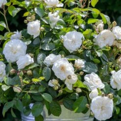 Rosier MARINA PICASSO ® Meidyceus 14 Rosier MARINA PICASSO ® Meidyceus -Meilland Richardier Soldes 3128 2934f rosier marina picasso meidyceus mm t1000