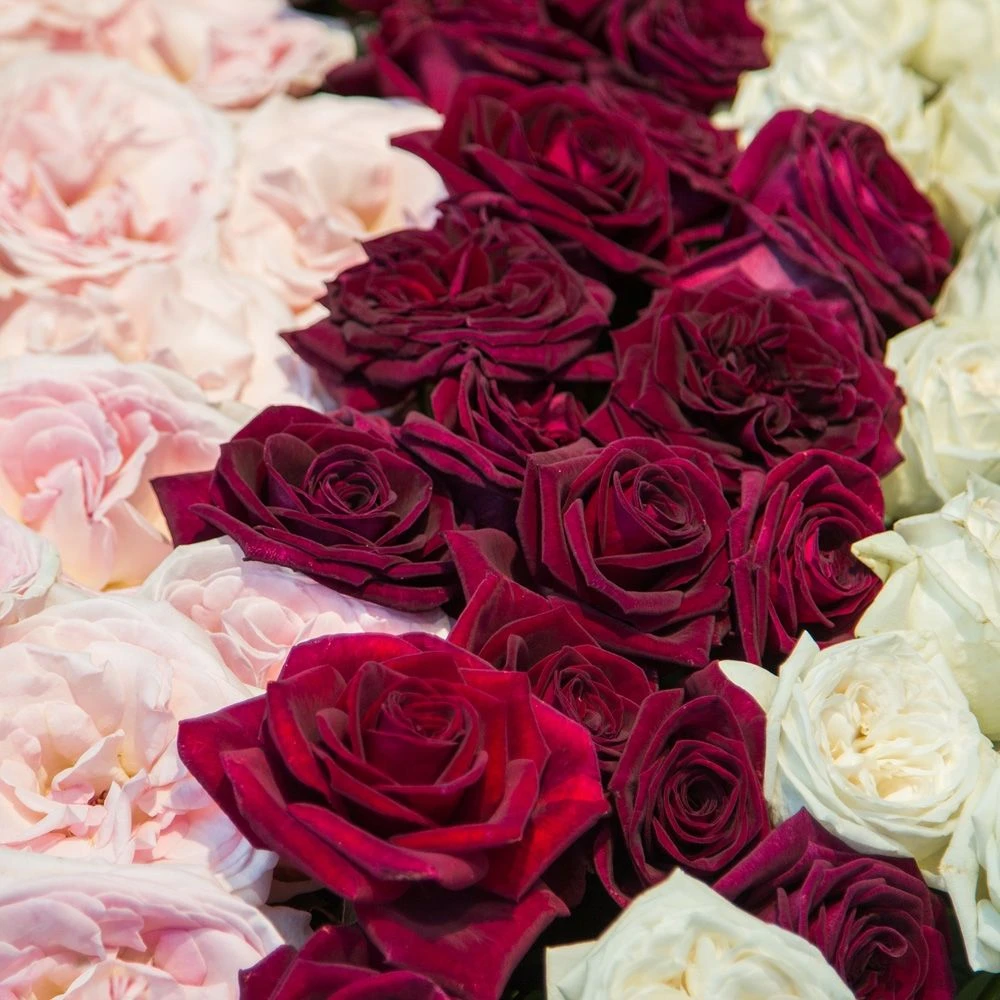 Rosier Black PERFUMELLA ® Meizhoro 4 Rosier Black PERFUMELLA ® Meizhoro – Image 2