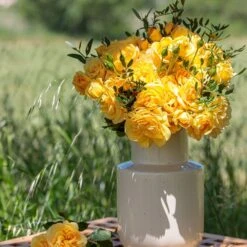 Rosier Grimpant Golden PAREO ® Meipiyou 8 Rosier Grimpant Golden PAREO ® Meipiyou -Meilland Richardier Soldes 3135 2911b rosier grimpant golden pareo meipiyou mi t1000