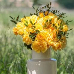 Rosier Grimpant Golden PAREO ® Meipiyou 10 Rosier Grimpant Golden PAREO ® Meipiyou -Meilland Richardier Soldes 3135 2911c rosier grimpant golden pareo meipiyou mi t1000