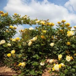 Rosier Grimpant Golden PAREO ® Meipiyou 11 Rosier Grimpant Golden PAREO ® Meipiyou -Meilland Richardier Soldes 3135 2911d rosier grimpant golden pareo meipiyou mi t1000