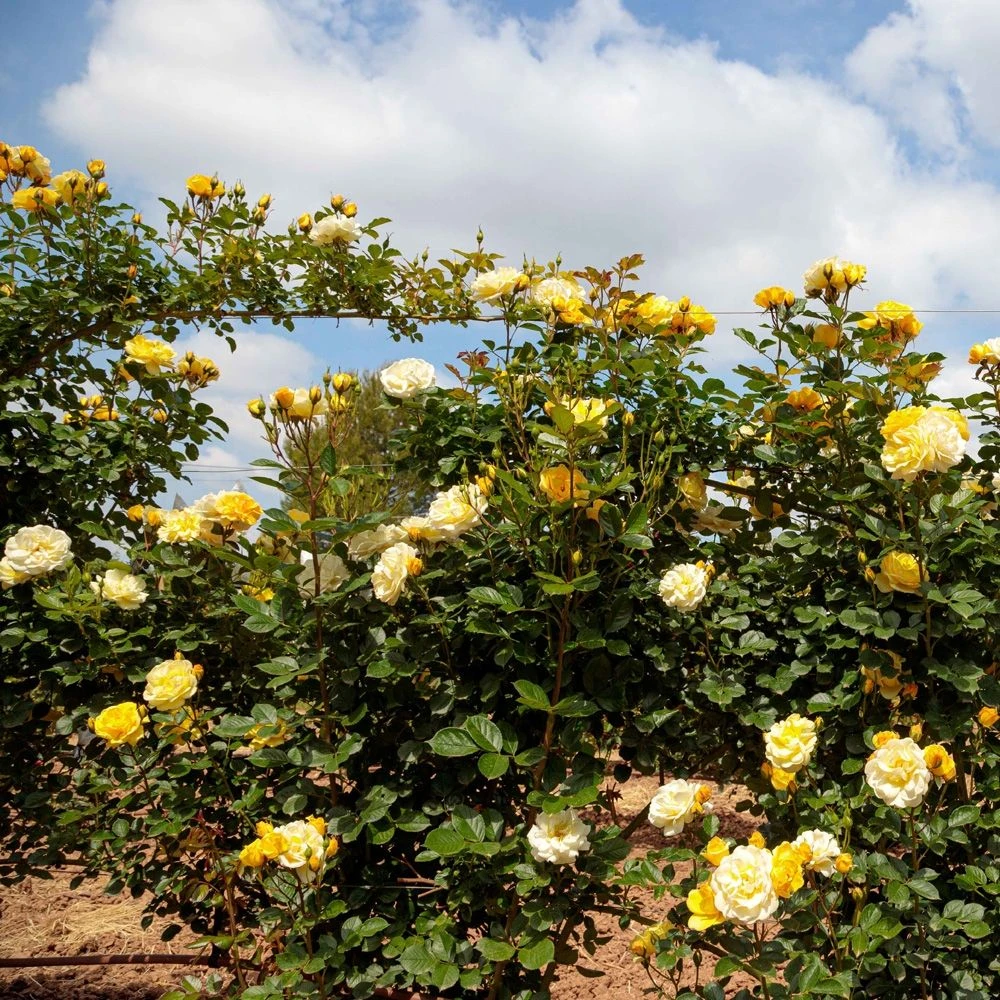 Rosier Grimpant Golden PAREO ® Meipiyou 7 Rosier Grimpant Golden PAREO ® Meipiyou – Image 5