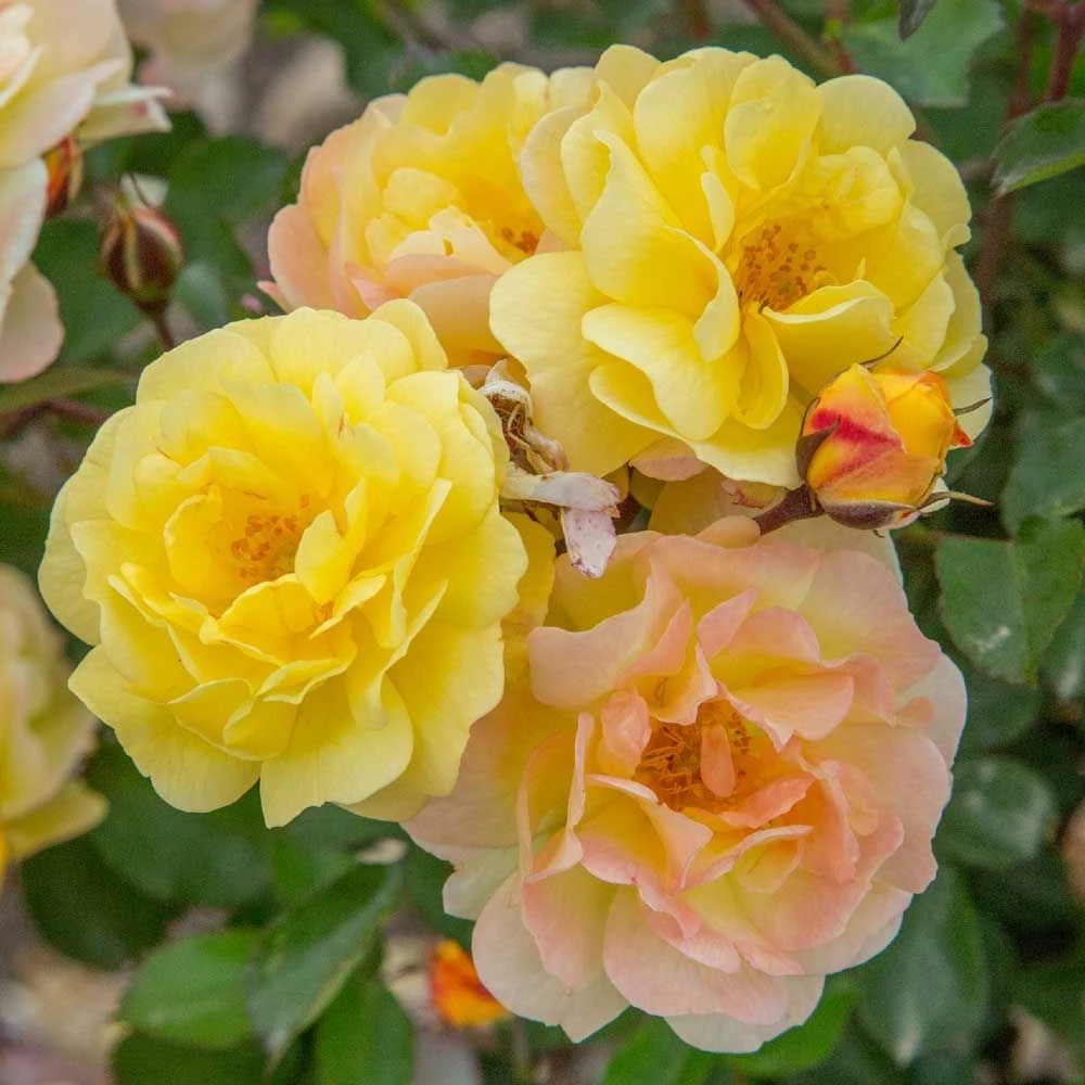 Rosier REVE DE PARIS ® Meilowmye 3 Rosier REVE DE PARIS ® Meilowmye