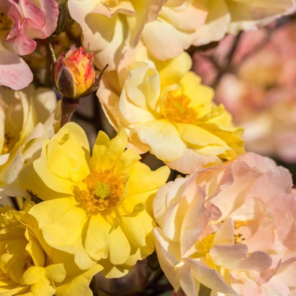 Rosier REVE DE PARIS ® Meilowmye 4 Rosier REVE DE PARIS ® Meilowmye – Image 2