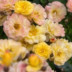 Rosier REVE DE PARIS ® Meilowmye 10 Rosier REVE DE PARIS ® Meilowmye -Meilland Richardier Soldes 3150b reve de paris meilowmye mm t1000