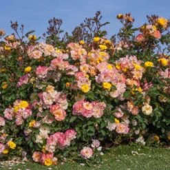 Rosier REVE DE PARIS ® Meilowmye 11 Rosier REVE DE PARIS ® Meilowmye -Meilland Richardier Soldes 3150c reve de paris meilowmye mm hd t1000