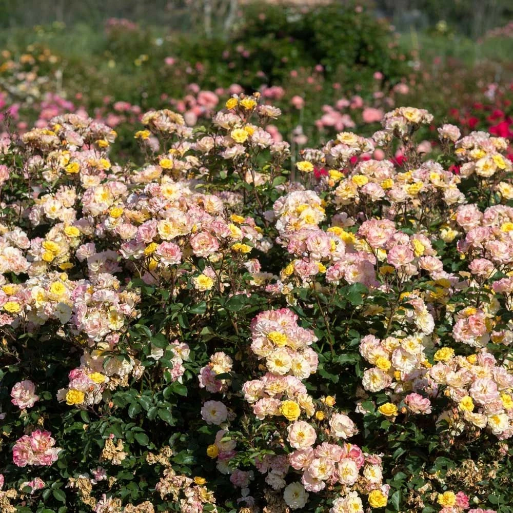 Rosier REVE DE PARIS ® Meilowmye 7 Rosier REVE DE PARIS ® Meilowmye – Image 5