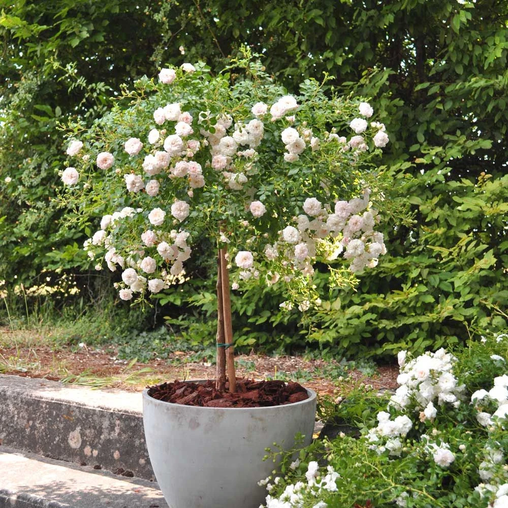 Rosier Demi-tige Semi-retombant Icy DRIFT ® Meipicdevoj 3 Rosier Demi-tige Semi-retombant Icy DRIFT ® Meipicdevoj