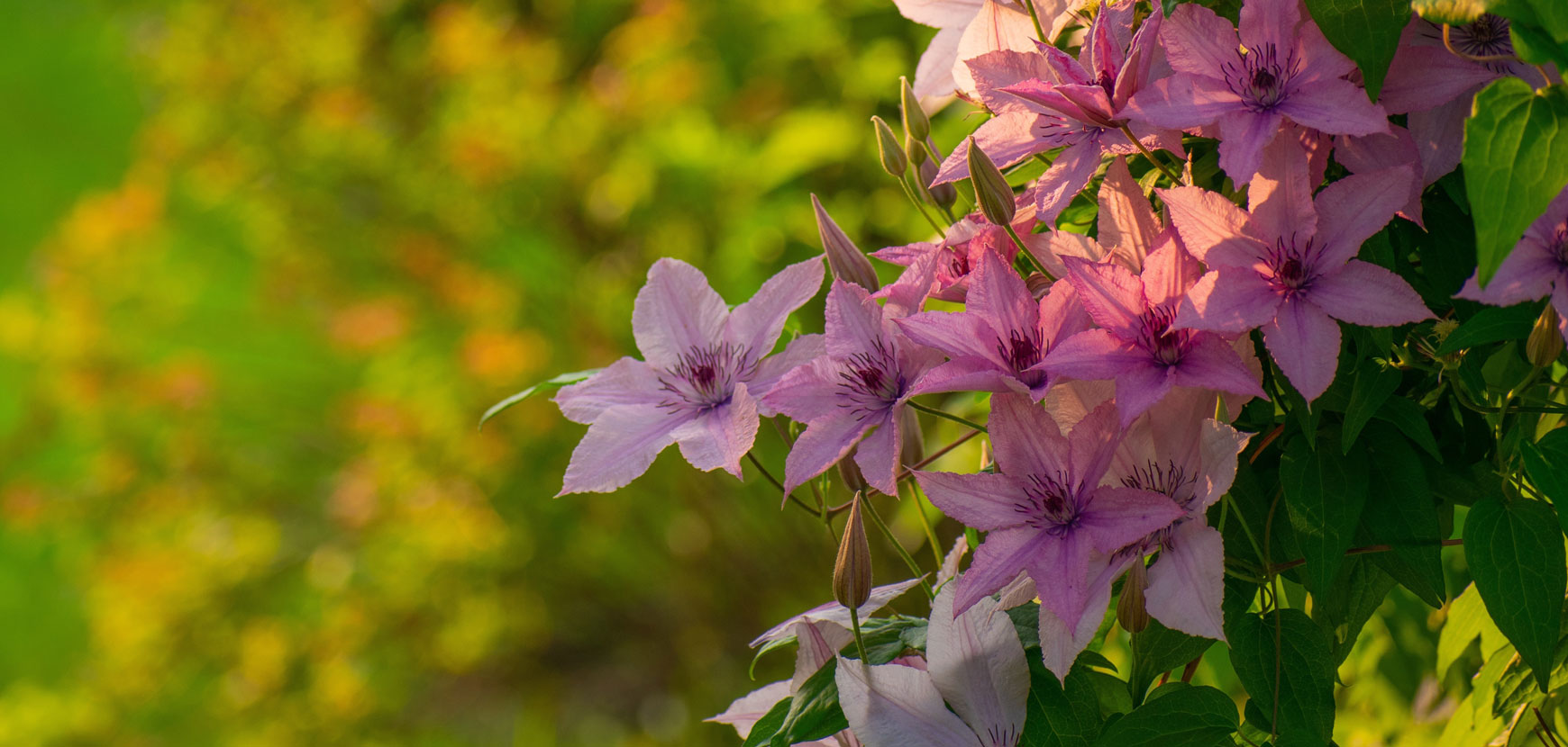 Meilland Richardier Soldes 43 Meilland Richardier Soldes -Meilland Richardier Soldes 4 GRIMPANTES Cl matites