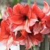Amaryllis Charisma -Meilland Richardier Soldes 4105 amaryllis charisma ho pm151889 1
