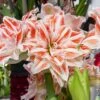 Amaryllis Double Dancing Queen -Meilland Richardier Soldes 4106 amaryllis dancing queen