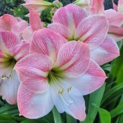 Amaryllis Rose Apple Blossom