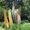 Eremurus Shelford Hybride En Mélange 1 Eremurus Shelford Hybride En Mélange -Meilland Richardier Soldes 4140 eremurus shelford hybride en m lange ho horticolor 4763
