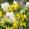 Narcisses De Rocailles Mélange Printanissimo -Meilland Richardier Soldes 4161 4946 m lange printanissimo hd montage printanissimo horticolor t1000