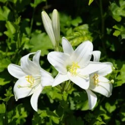 Lis De La Madone, Lis Blanc Ou Lilium Candidum