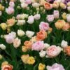Assortiment Açores : Tulipes Doubles -Meilland Richardier Soldes 4256 melange acores turc 1000