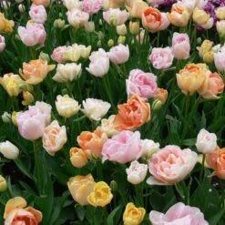 Assortiment Açores : Tulipes Doubles