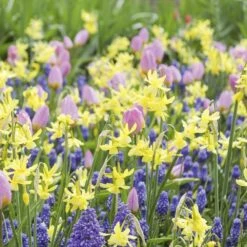 Assortiment Emma : Tulipes + Narcisses + Muscaris