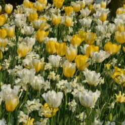 Assortiment Fidji : Tulipes Hâtives + Narcisse