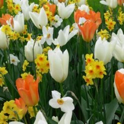 Assortiment Madagascar : Tulipes Hâtives + Narcisses