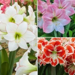 Collection De 3 Amaryllis