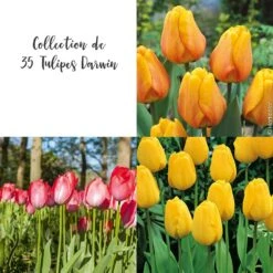 Collection De 35 Tulipes Darwin
