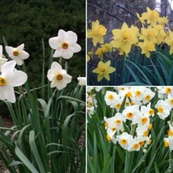 Collection De 27 Narcisses