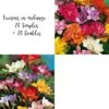 Freesias En Mélange : 20 Simples + 20 Doubles 1 Freesias En Mélange : 20 Simples + 20 Doubles -Meilland Richardier Soldes 5108 20 freesias simples 20 freesias doubles