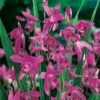 Bletilla Striata 1 Bletilla Striata -Meilland Richardier Soldes 5129 bletilla striata 75 04 80 000 t1000 ho