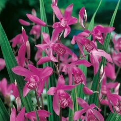 Bletilla Striata