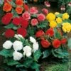 Bégonias NON STOP ® En Mélange 1 Bégonias NON STOP ® En Mélange -Meilland Richardier Soldes 5220 b gonias non stop en m lange ho 80 43 15 000