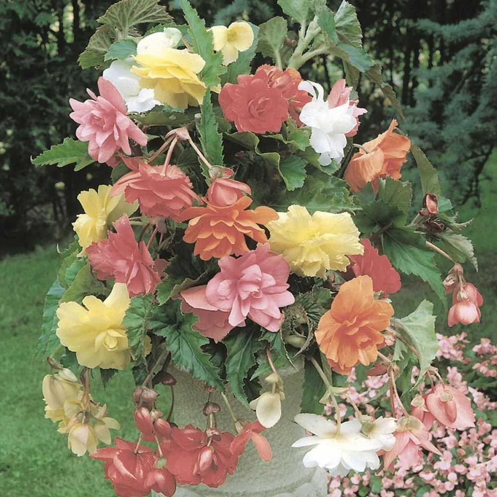 Bégonias Cascades Doubles Pastel En Mélange 3 Bégonias Cascades Doubles Pastel En Mélange