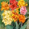 Cannas Nains En Mélange -Meilland Richardier Soldes 5320 5 cannas nains n1905327 140 taille1000 ho