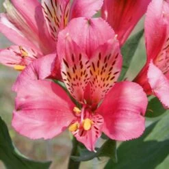 Alstroemère Ou Lis Des Incas Marcé