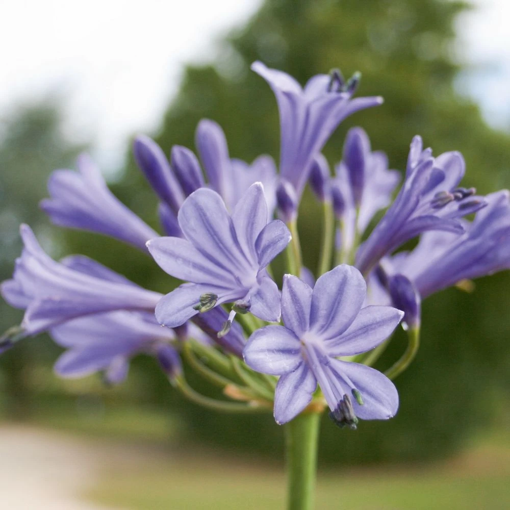 Agapanthe Naine Sophie 3 Agapanthe Naine Sophie