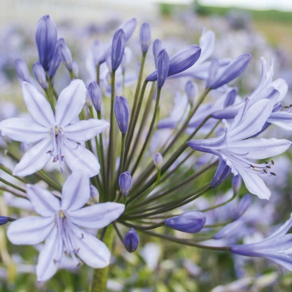 Agapanthe Naine Sophie 4 Agapanthe Naine Sophie – Image 2