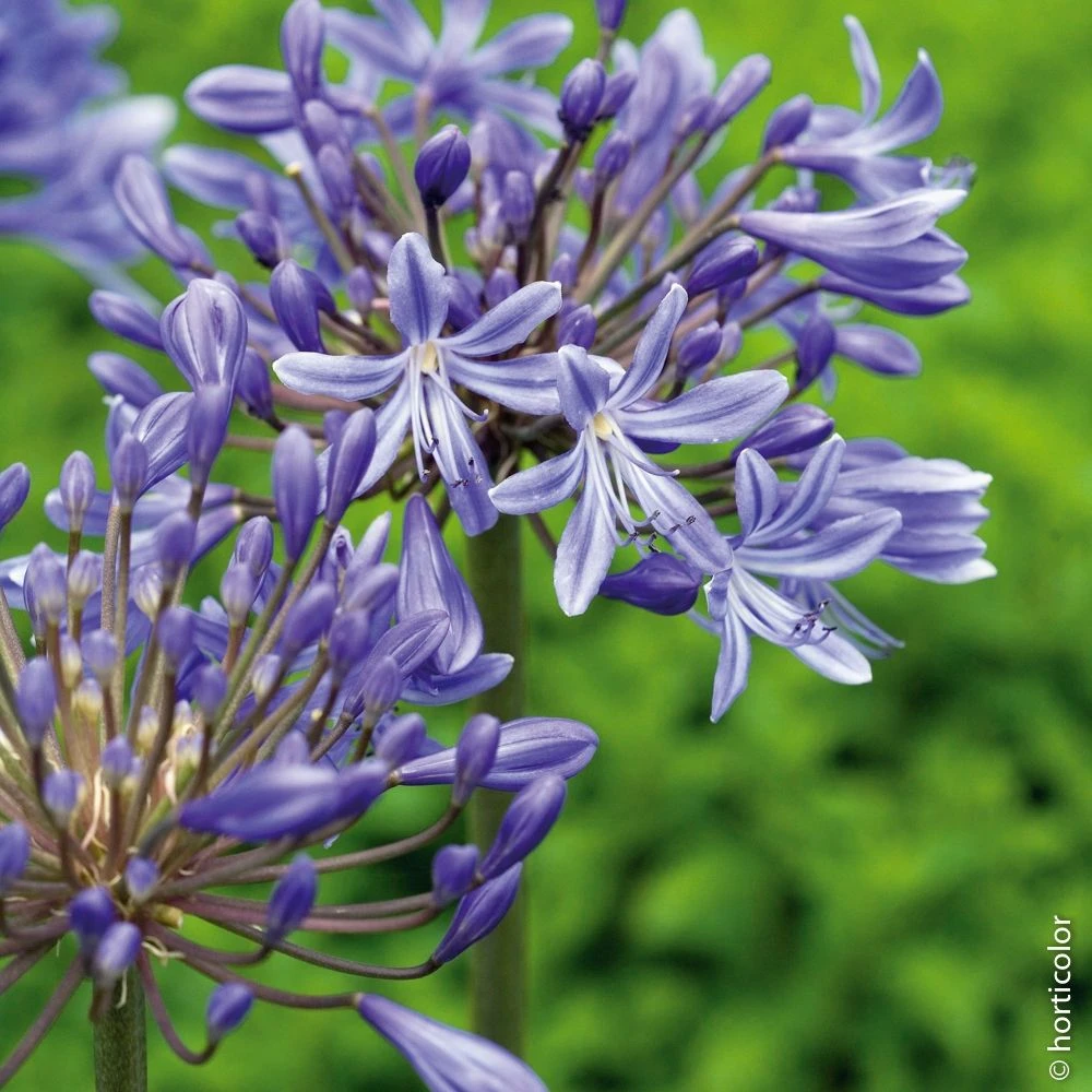 Agapanthe Vallée De L'Authion 4 Agapanthe Vallée De L'Authion – Image 2