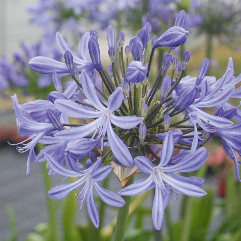 Agapanthe Vallée De L'Authion 3 Agapanthe Vallée De L'Authion